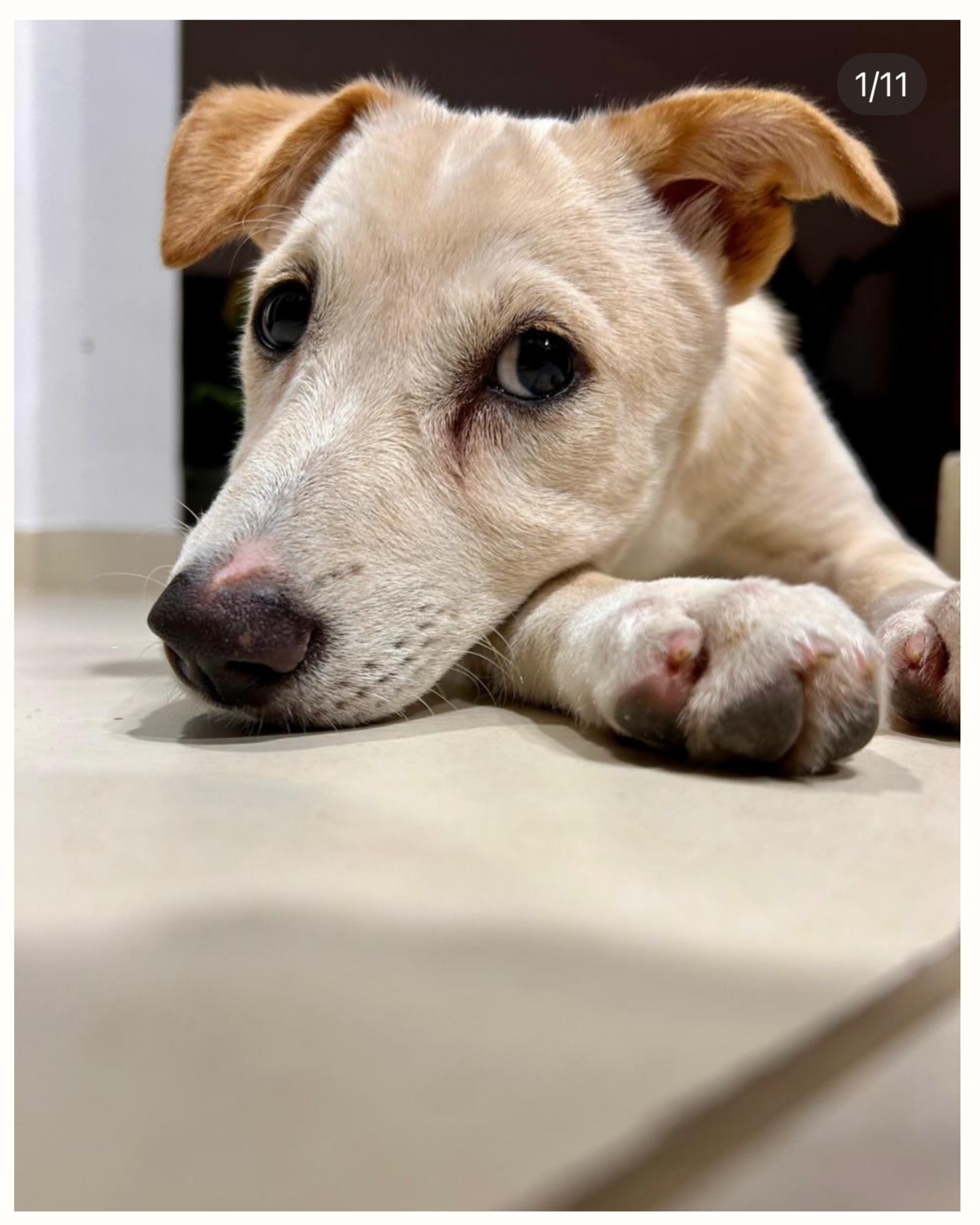 Personalized Watercolor Pet Portrait