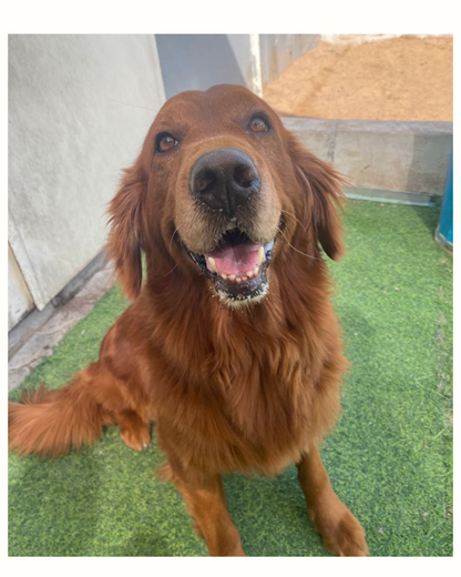 Personalized Watercolor Pet Portrait